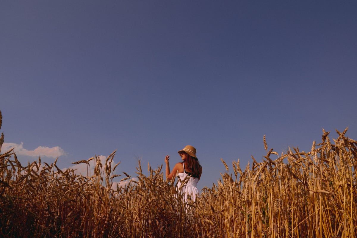 golden field